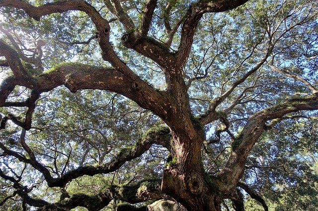 長い時間を生きていることをイメージさせる大木の写真